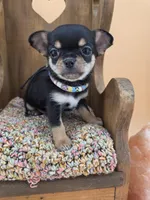Tenderheart Bear black tri color, a male Chihuahua for sale in Anamoose, ND – 9 of 10