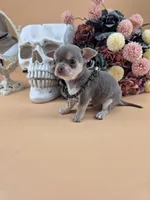 "Frog" dreamy lilac tri color smooth coat, a male Chihuahua for sale in Anamoose, ND – 4 of 10