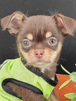 Sprout chocolate tri color chipoo , a male Chihuahua and Poodle - Toy  for sale in Anamoose, ND – 2 of 10