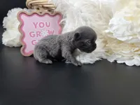 Secret Bear rare lilac , a female Chihuahua for sale in Anamoose, ND – 9 of 10