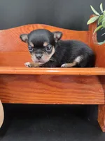 Tenderheart Bear black tri color, a male Chihuahua for sale in Anamoose, ND – 9 of 10