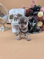 "Frog" dreamy lilac tri color smooth coat, a male Chihuahua for sale in Anamoose, ND – 3 of 10