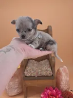 Wish Bear very rare lilac merle , a female Chihuahua for sale in Anamoose, ND – 8 of 10