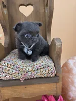 Secret Bear rare lilac , a female Chihuahua for sale in Anamoose, ND – 10 of 10