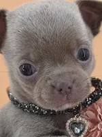 "Toad" dreamy lilac & white smooth coat, a male Chihuahua for sale in Anamoose, ND – 3 of 10