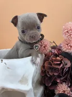 "Toad" dreamy lilac & white smooth coat, a male Chihuahua for sale in Anamoose, ND – 8 of 10