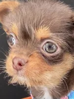 Sunny chocolate tri color chipoo , a female Chihuahua and Poodle - Toy  for sale in Anamoose, ND – 3 of 10