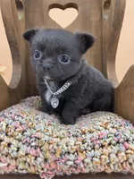 Secret Bear rare lilac , a female Chihuahua for sale in Anamoose, ND – 9 of 10