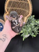 Champ Bear rare lilac tri , a male Chihuahua for sale in Anamoose, ND – 4 of 10