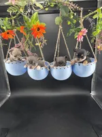 Champ Bear rare lilac tri , a male Chihuahua for sale in Anamoose, ND – 10 of 10