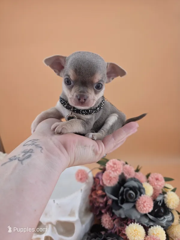 "Frog" dreamy lilac tri color smooth coat – Chihuahua puppy for sale in Anamoose, ND