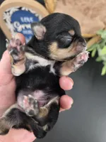 Tenderheart Bear black tri color, a male Chihuahua for sale in Anamoose, ND – 8 of 10