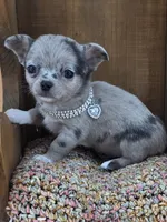 Wish Bear very rare lilac merle , a female Chihuahua for sale in Anamoose, ND – 7 of 10
