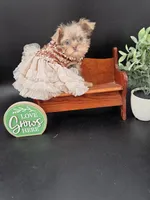 Rain lilac tri color chipoo, a female Chihuahua and Poodle - Toy  for sale in Anamoose, ND – 5 of 10