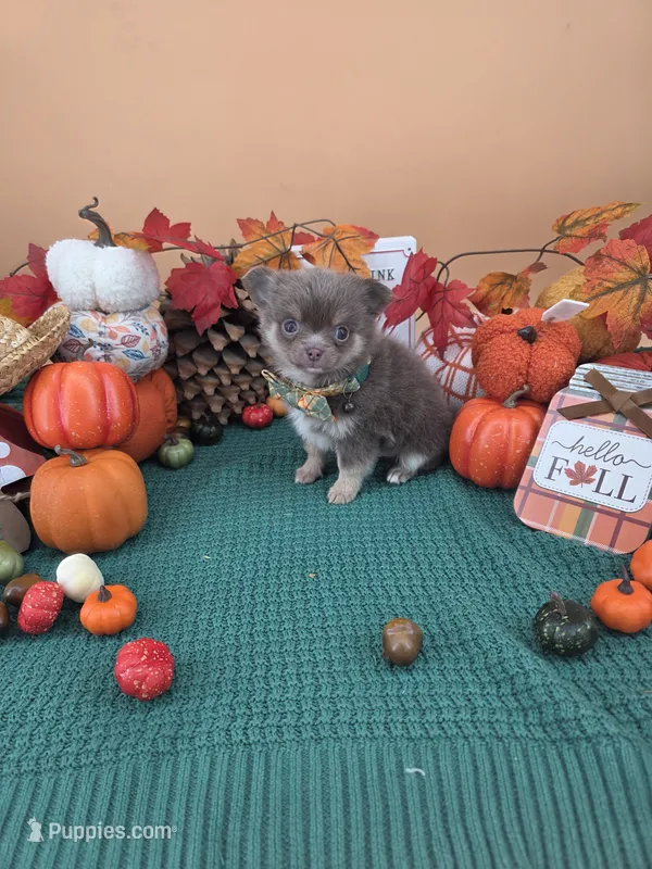 "Prince" dreamy lilac tri color long coat – Chihuahua puppy for sale in Anamoose, ND