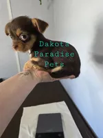Sunny chocolate tri color chipoo , a female Chihuahua and Poodle - Toy  for sale in Anamoose, ND – 6 of 10