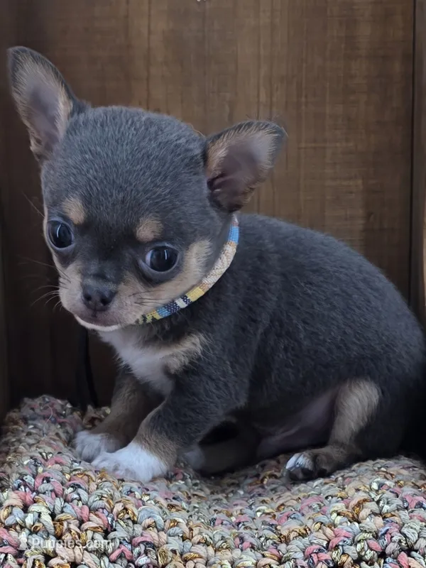 Champ Bear rare lilac tri  – Chihuahua puppy on hold in Anamoose, ND