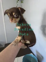 Sprout chocolate tri color chipoo , a male Chihuahua and Poodle - Toy  for sale in Anamoose, ND – 3 of 10