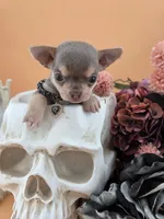 "Frog" dreamy lilac tri color smooth coat, a male Chihuahua for sale in Anamoose, ND – 7 of 10