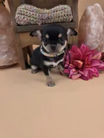 Tenderheart Bear black tri color, a male Chihuahua for sale in Anamoose, ND – 8 of 10