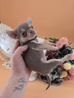 "Frog" dreamy lilac tri color smooth coat, a male Chihuahua for sale in Anamoose, ND – 9 of 10