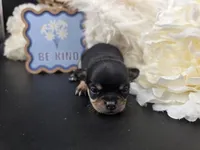 Tenderheart Bear black tri color, a male Chihuahua for sale in Anamoose, ND – 7 of 10