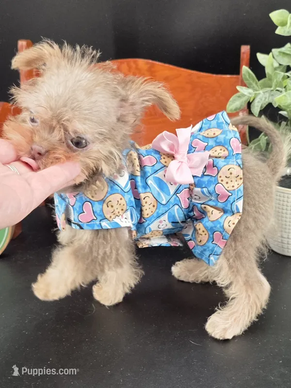 Rain lilac tri color chipoo – Chihuahua, Poodle - Toy  puppy for sale in Anamoose, ND