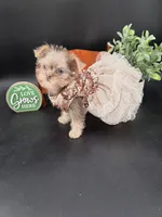 Rain lilac tri color chipoo, a female Chihuahua and Poodle - Toy  for sale in Anamoose, ND – 8 of 10