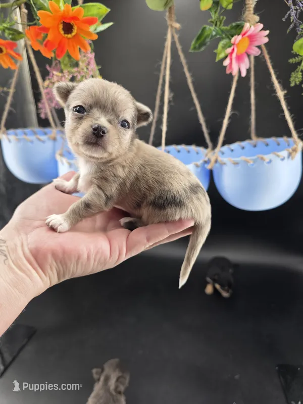 Wish Bear very rare lilac merle  – Chihuahua puppy for sale in Anamoose, ND