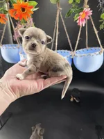 Wish Bear very rare lilac merle , a female Chihuahua for sale in Anamoose, ND – 1 of 10