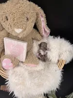 Wish Bear very rare lilac merle , a female Chihuahua for sale in Anamoose, ND – 5 of 10