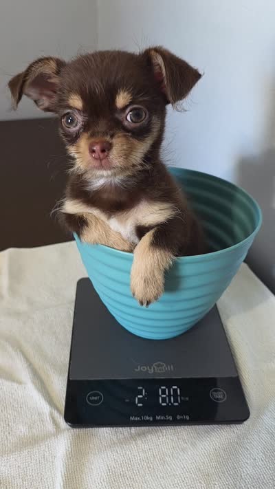 Sprout chocolate tri color chipoo , a male Chihuahua and Poodle - Toy  for sale in Anamoose, ND – 10 of 10