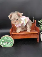 Rain lilac tri color chipoo, a female Chihuahua and Poodle - Toy  for sale in Anamoose, ND – 7 of 10