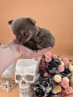 "Prince" dreamy lilac tri color long coat, a male Chihuahua for sale in Anamoose, ND – 5 of 10