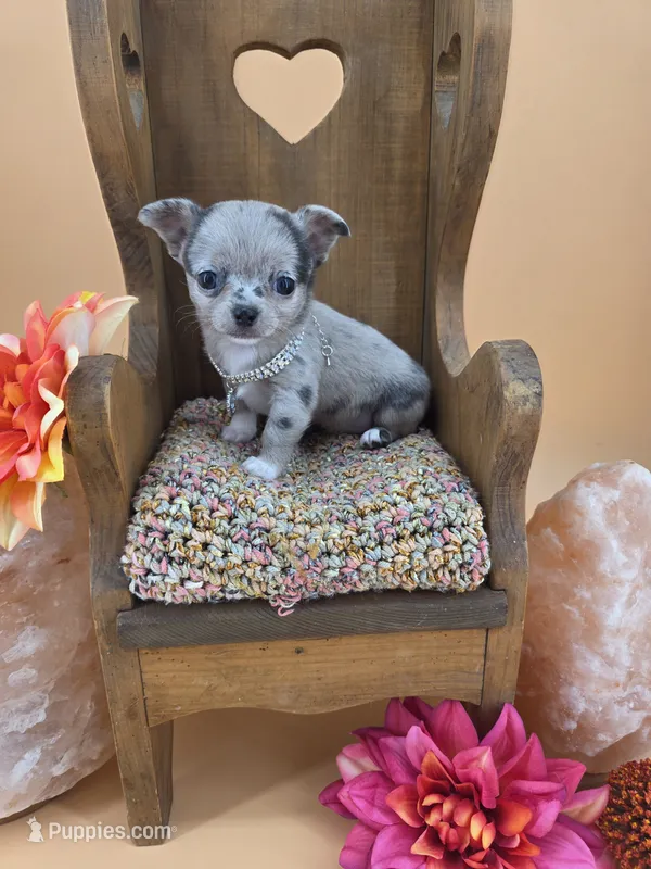 Wish Bear very rare lilac merle  – Chihuahua puppy for sale in Anamoose, ND