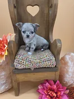 Wish Bear very rare lilac merle , a female Chihuahua for sale in Anamoose, ND – 1 of 10