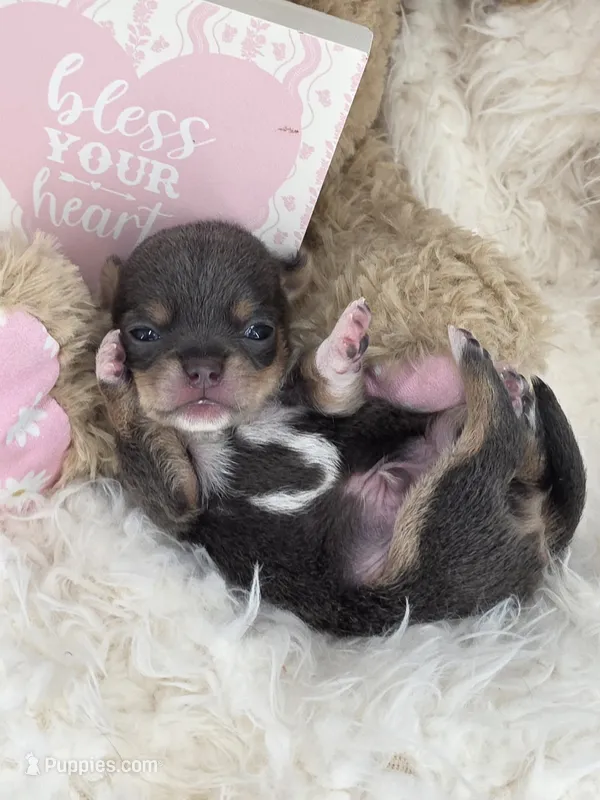 Champ Bear rare lilac tri  – Chihuahua puppy for sale in Anamoose, ND