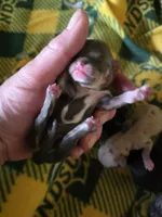 Champ Bear rare lilac tri , a male Chihuahua for sale in Anamoose, ND – 2 of 10