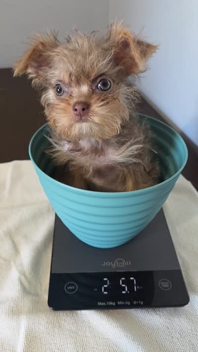 Rain lilac tri color chipoo, a female Chihuahua and Poodle - Toy  for sale in Anamoose, ND – 10 of 10