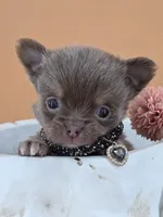 "Prince" dreamy lilac tri color long coat, a male Chihuahua for sale in Anamoose, ND – 1 of 10