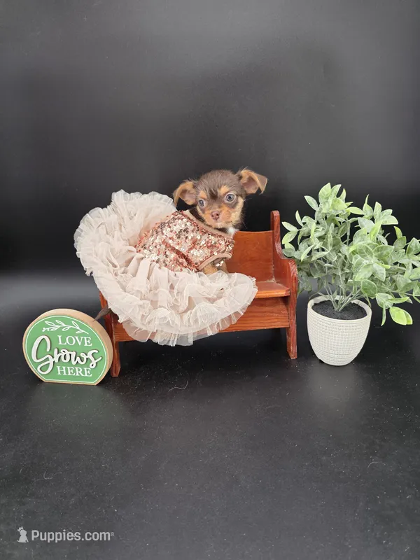 Sunny chocolate tri color chipoo  – Chihuahua, Poodle - Toy  puppy for sale in Anamoose, ND