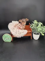 Sunny chocolate tri color chipoo , a female Chihuahua and Poodle - Toy  for sale in Anamoose, ND – 1 of 10