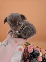 "Twinkle" dreamy lilac tri color long coat, a female Chihuahua for sale in Anamoose, ND – 9 of 10