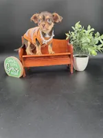 Sunny chocolate tri color chipoo , a female Chihuahua and Poodle - Toy  for sale in Anamoose, ND – 8 of 10