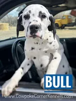 Bull, a male Dalmatian for sale in Lovell, WY – Photo 1 of 2