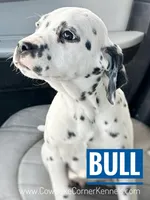 Bull, a male Dalmatian for sale in Lovell, WY – Photo 2 of 2