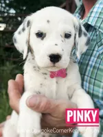 AKC FULL, a female Dalmatian for sale in Lovell, WY – Photo 3 of 3