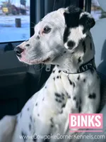 AKC FULL, a female Dalmatian for sale in Lovell, WY – Photo 1 of 3