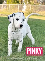 AKC FULL, a female Dalmatian for sale in Lovell, WY – Photo 2 of 3