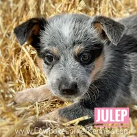 Mini - Julep, a female Australian Cattle Dog for sale in Lovell, WY – Photo 2 of 2